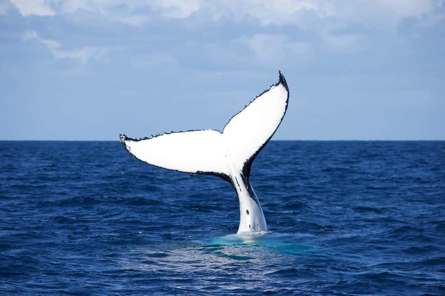 Sydney: Scenic Whale Watching Cruise - Whales Guaranteed - What the whale guarantee really means