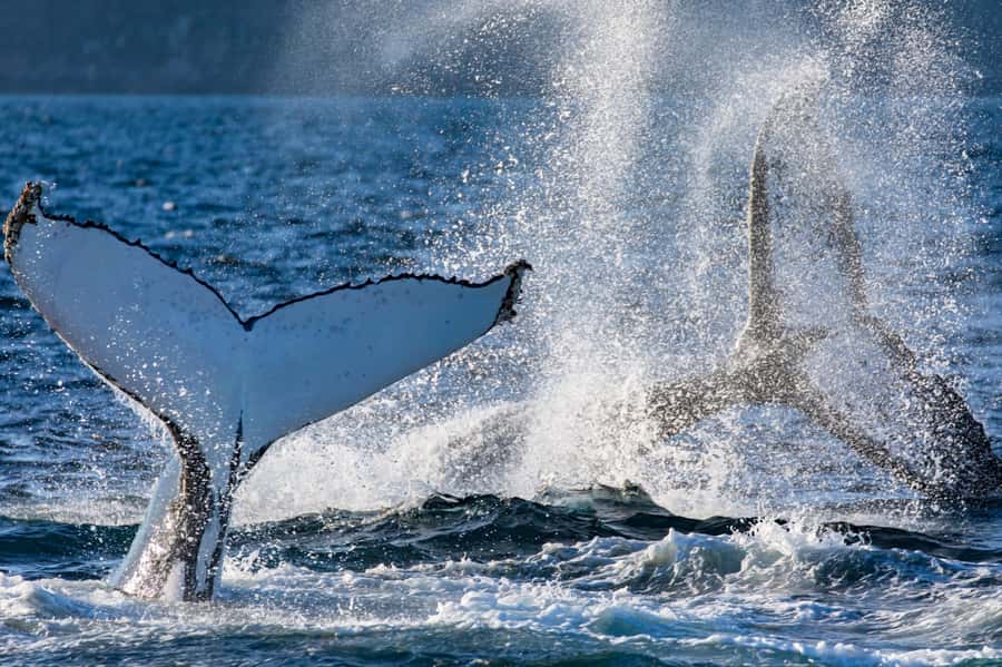 Sydney: Scenic Whale Watching Cruise - Whales Guaranteed - The guides, commentary, and wildlife knowledge