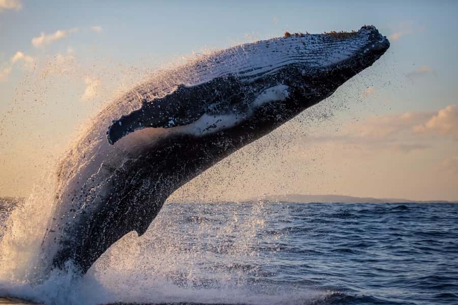 Sydney: Scenic Whale Watching Cruise - Whales Guaranteed - Dolphins, seals, and the ride home