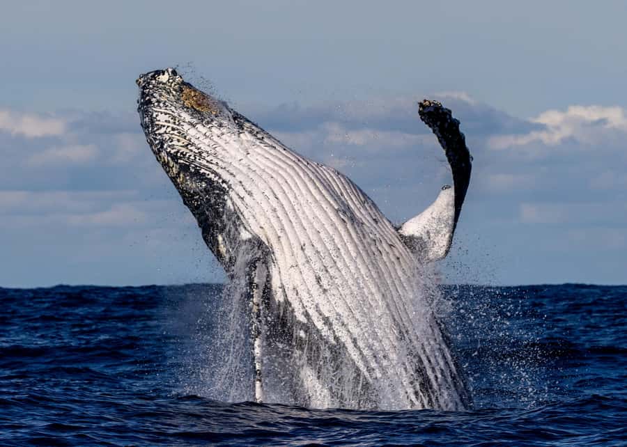Sydney: Scenic Whale Watching Cruise - Whales Guaranteed - Three hours on a spacious catamaran