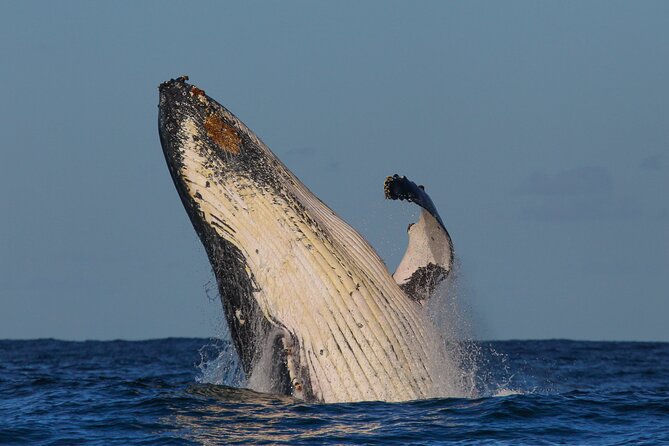Sydney Whale Watching - 2.5hr Discovery Cruise - Open decks, cabin comfort, and rough-water reality