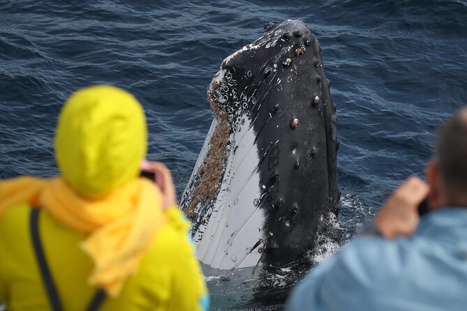 Sydney Whale Watching - 2.5hr Discovery Cruise - The crew and the value of live commentary