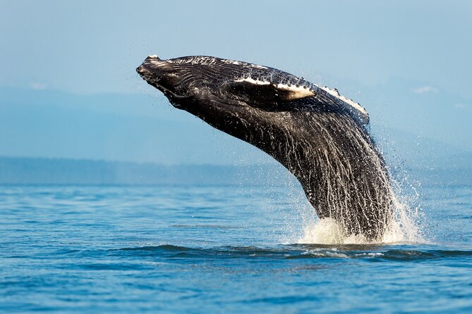Sydney: Whale Watching Adventure Cruise - From Circular Quay to the open Pacific
