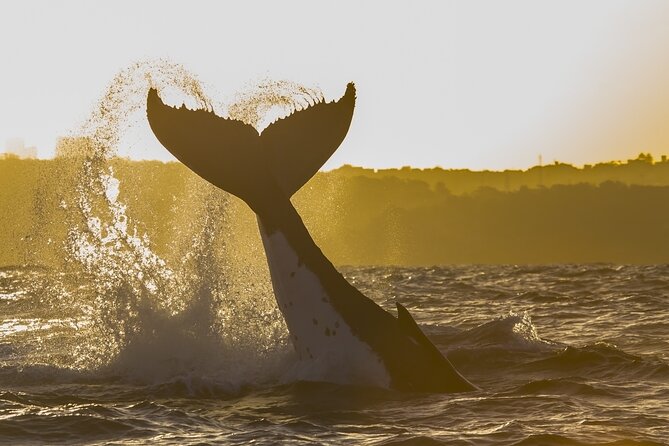 Sydney: Whale Watching Adventure Cruise - What whale watching can actually look like