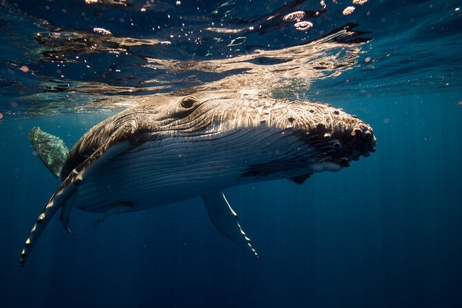 Sydney: Whale Watching Adventure Cruise - Comfort, drinks, and the realities of a moving boat