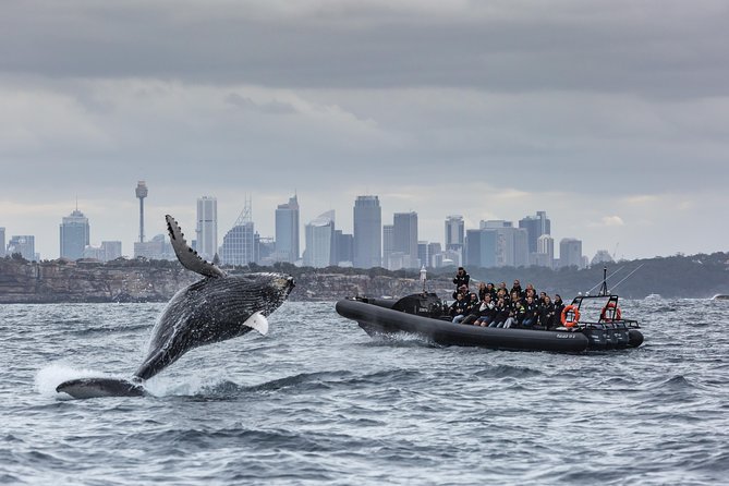 Sydney Whale-Watching by Speed Boat - From Campbell’s Cove to the Tasman Sea