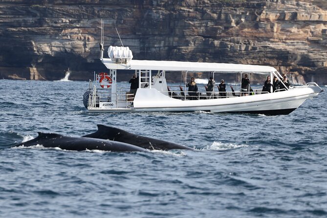Sydney Whale-Watching by Speed Boat - Searching for humpback whales in open water