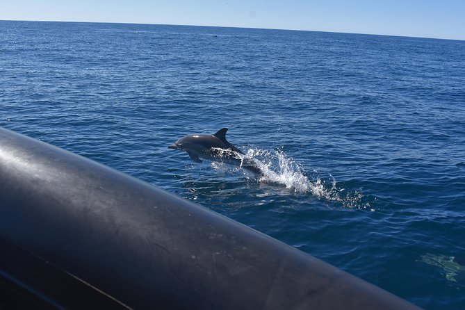 Sydney Whale-Watching by Speed Boat - What makes the small boat worthwhile