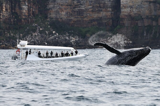 Sydney Whale-Watching by Speed Boat - How much value do you get for $92.52?