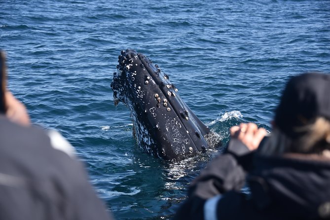 Sydney Whale-Watching by Speed Boat - Who should choose this speedboat trip?