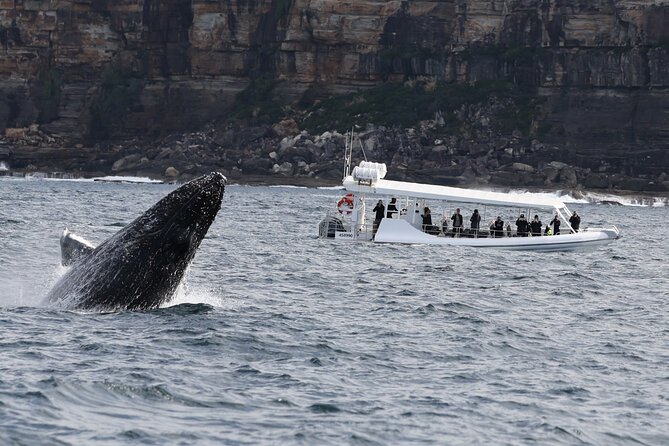 Sydney Whale-Watching by Speed Boat - The fast run toward Ocean Extreme