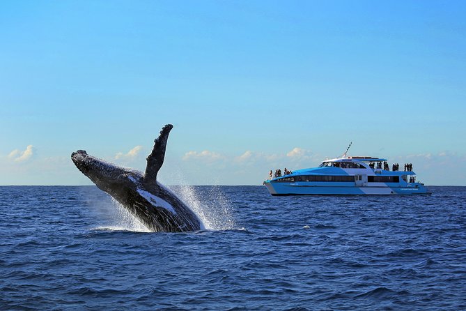 Sydney Whale Watching Cruise from Circular Quay - The Sydney sea can be rough