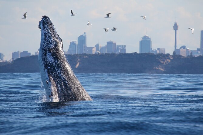 Sydney Whale Watching Cruise from Circular Quay - Practical timing and cancellation advice