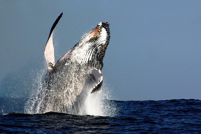 Sydney Whale-Watching Cruise Including Lunch or Breakfast - Why this cruise works best as a full half-day outing