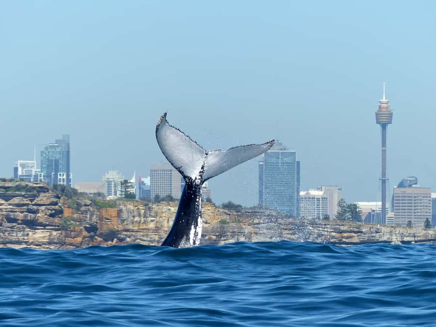 Sydney Whale Watching Cruise with Breakfast or Lunch - Key points to know before boarding