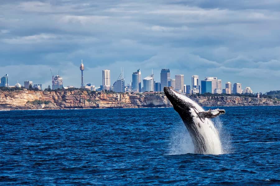 Sydney Whale Watching Cruise with Breakfast or Lunch - From Circular Quay to Sydney Heads