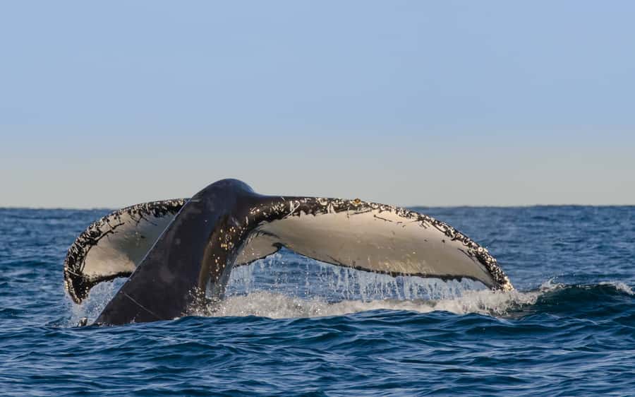 Sydney Whale Watching Cruise with Breakfast or Lunch - What you may see from the whale-watching decks
