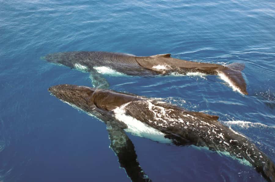 Sydney Whale Watching Cruise with Breakfast or Lunch - Breakfast or lunch, and what the meal is really worth