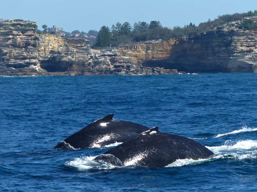 Sydney Whale Watching Cruise with Breakfast or Lunch - Four hours sounds short until the sea gets rough