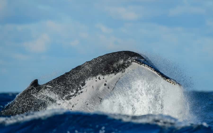 Sydney Whale Watching Cruise with Breakfast or Lunch - Who will enjoy this Sydney cruise most