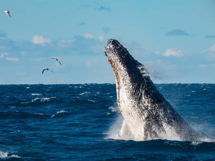 Sydney Whale Watching Cruise with Breakfast or Lunch - Leaving the harbour for the Tasman Sea