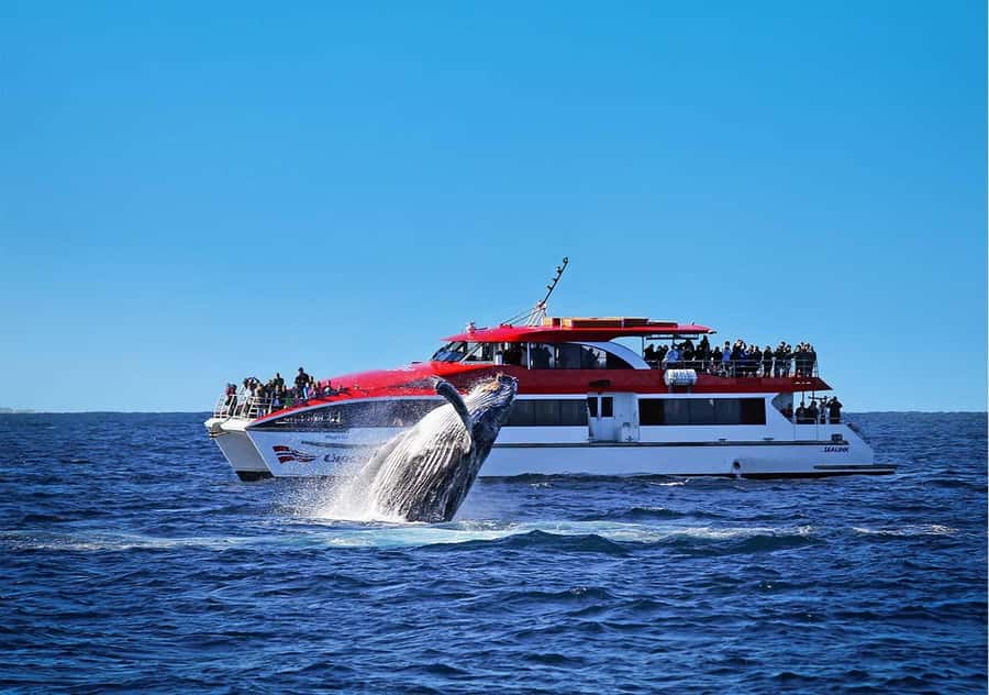 Sydney: Whale Watching & Wildlife Cruise - Leaving Circular Quay with Sydney at your back
