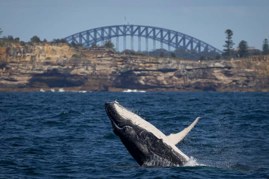 Sydney: Whale Watching & Wildlife Cruise - Commentary that helps you spot more than a blow