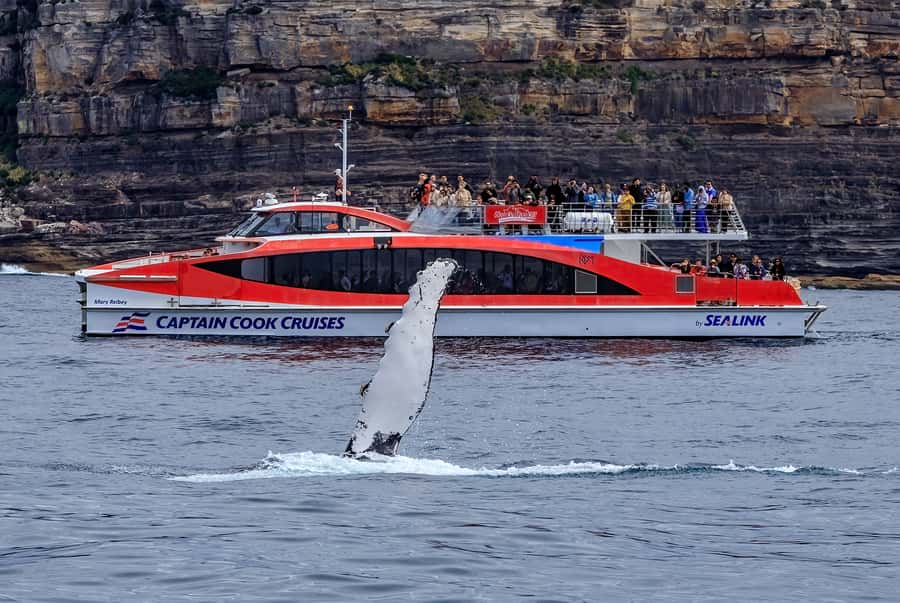 Sydney: Whale Watching & Wildlife Cruise - The 95% sighting promise and what it really means