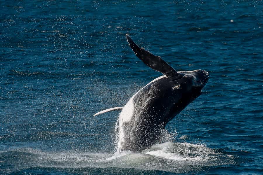 Sydney: Whale Watching & Wildlife Cruise - Is $67 good value for 150 minutes?