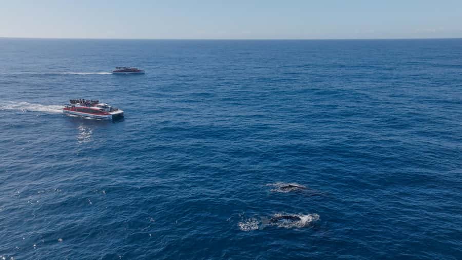 Sydney: Whale Watching & Wildlife Cruise - Practical tips for getting the most from the trip