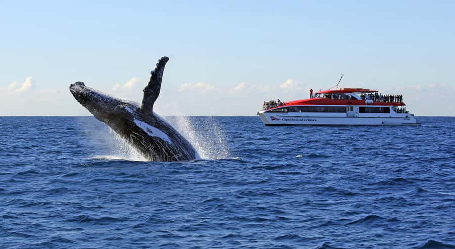 Sydney: Whale Watching & Wildlife Cruise - The whale search from May through November