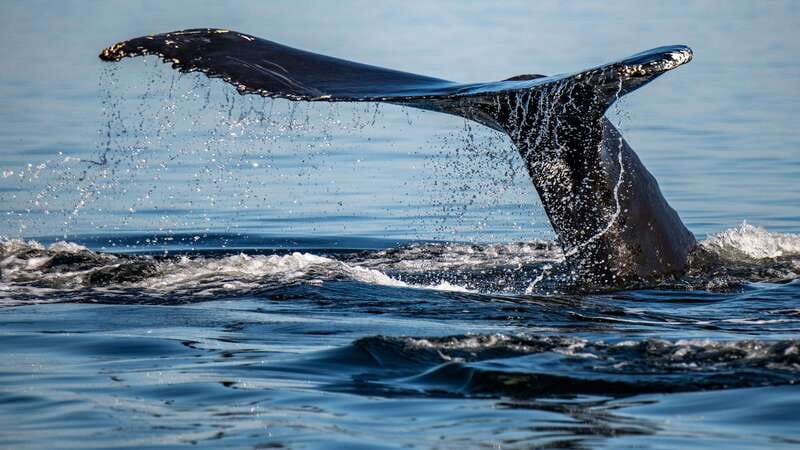 Tadoussac/Charlevoix: 3-Hour Whale Watching Boat Tour - Key points to know before you book