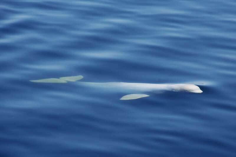 Tadoussac/Charlevoix: 3-Hour Whale Watching Boat Tour - Should you book the AML Cruises whale tour?