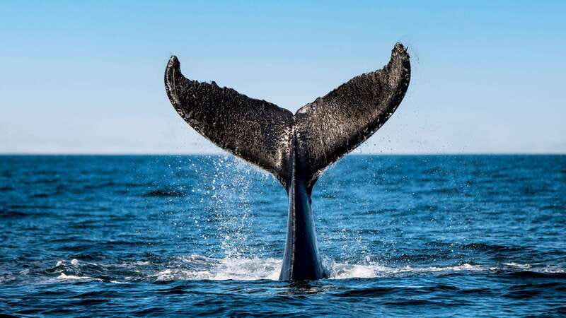 Tadoussac/Charlevoix: 3-Hour Whale Watching Boat Tour - Why this stretch of the St. Lawrence is special