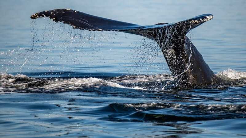 Tadoussac/Charlevoix: 3-Hour Whale Watching Boat Tour - The large boat advantage