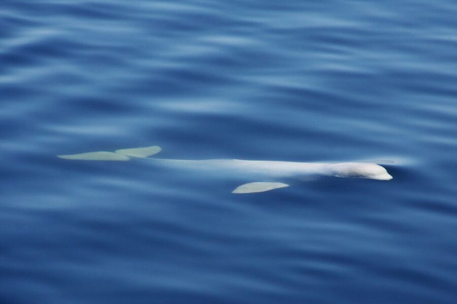 Tadoussac/Charlevoix: 3-Hour Whale Watching Boat Tour - The cold is the detail people underestimate