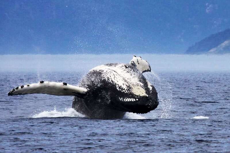 Tadoussac/Charlevoix: 3-Hour Whale Watching Boat Tour - Price, value, and who should book