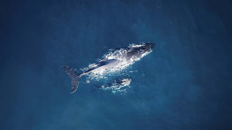 Tadoussac/Charlevoix: VIP Lounge OR UpperDeck Whale Watching - Key points to know before you book