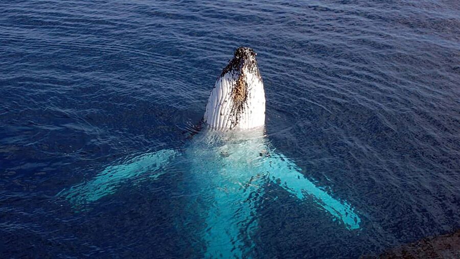 Tadoussac/Charlevoix: VIP Lounge OR UpperDeck Whale Watching - Why this part of the St. Lawrence is so good for whales