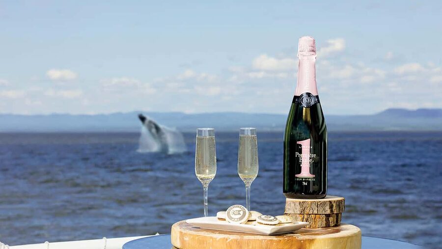 Tadoussac/Charlevoix: VIP Lounge OR UpperDeck Whale Watching - What happens during the three-hour cruise