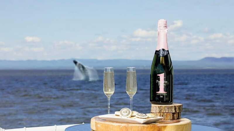 Tadoussac/Charlevoix: VIP Lounge OR UpperDeck Whale Watching - Comfort, guide service, and the small details