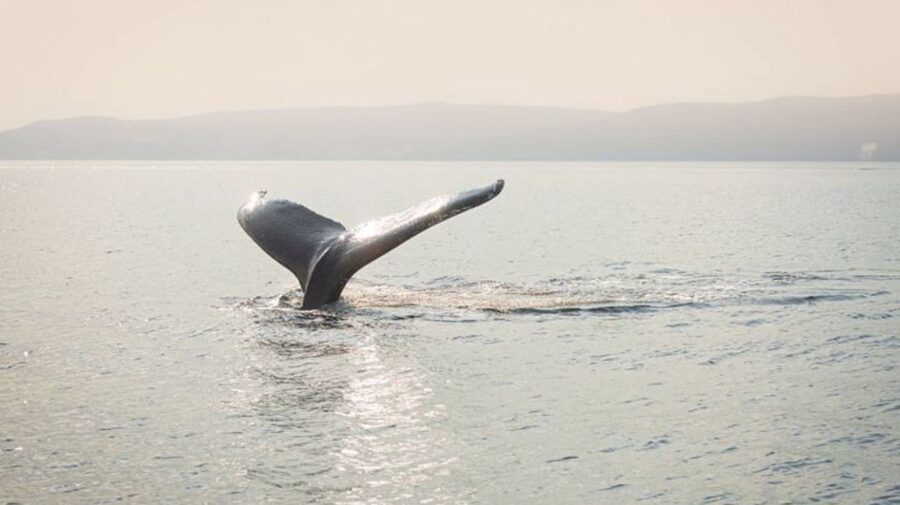 Tadoussac/Charlevoix: VIP Lounge OR UpperDeck Whale Watching - Is the $160 price worth it?