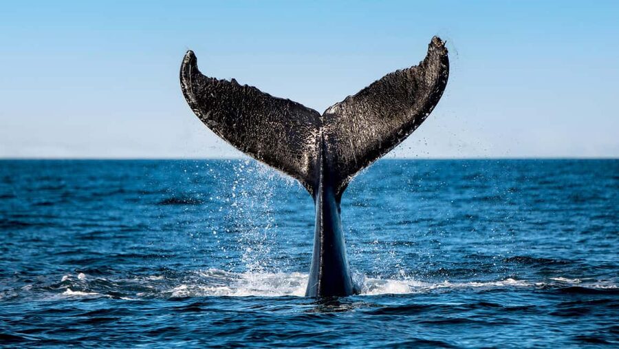 Tadoussac/Charlevoix: VIP Lounge OR UpperDeck Whale Watching - Who should book this whale watch