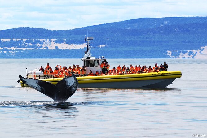 Tadoussac/Charlevoix: Whale Watching Tour - Choosing the Zodiac for a closer ride