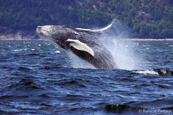 Tadoussac/Charlevoix: Whale Watching Tour - What the two-hour outing feels like
