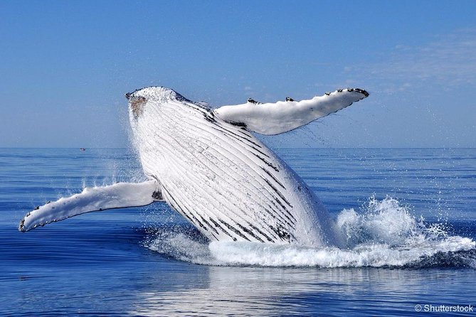 Tadoussac/Charlevoix: Whale Watching Tour - The wildlife you might see