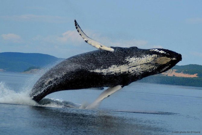 Tadoussac/Charlevoix: Whale Watching Tour - Is the $101.32 price good value?