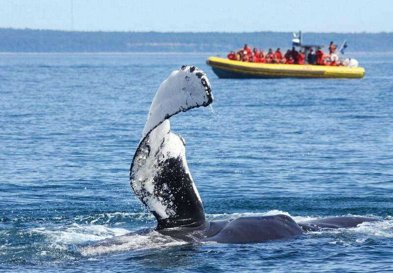 Tadoussac/Charlevoix: Whale Watching Tour & Bear Observation - Why Tadoussac is such a strong whale-watching base