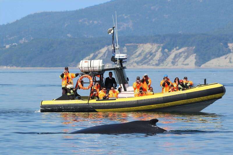 Tadoussac/Charlevoix: Whale Watching Tour & Bear Observation - What the naturalist adds to the cruise