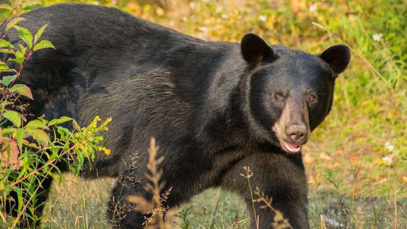 Tadoussac/Charlevoix: Whale Watching Tour & Bear Observation - What you might see from the water